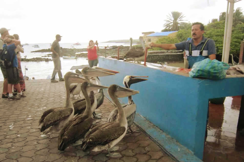 Pelicans at the fish market