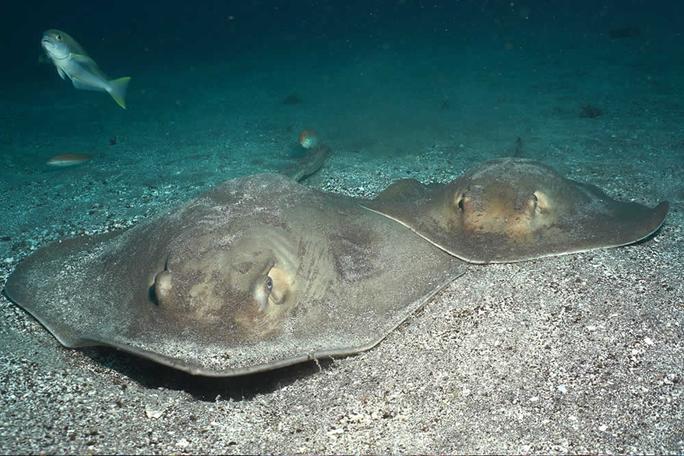 Stingrays at the bottom of the sea in Galapagos