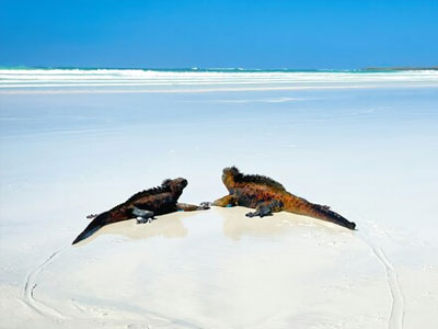 Destination wedding directory