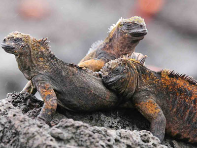 Voyagers Travel Specialists