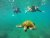 Snorkel1.jpg