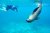 Snorkel5.jpg