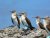 Animals Blue Footed Boobies.jpg