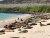 Animals sealions2.jpg