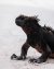 Marine Iguana.jpg